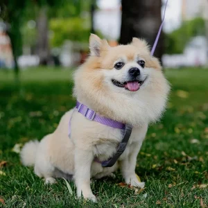 Verstelbaar Hondenharnasvest Comfortabel Ademend Veiligheidsgesp 360° Roterende Haak Geschikt Voor Kleine Honden