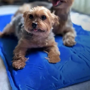 Honden Koelmat Drukgeactiveerd Niet-Giftig Duurzaam Beschikbaar in S M L XL