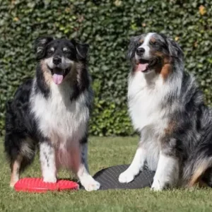 Professioneel balanskussen met noppen