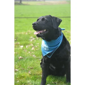 CoolPets Cooling Bandana