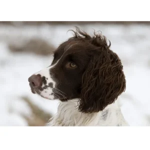 SCENTLOGIX Drug Detection Dog Starter Pack