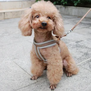 Reflecterend Ademend Mesh Harnas Voor Kleine Honden Veiligheid Comfort Verstelbaar Nylon Zinken Legering Haak