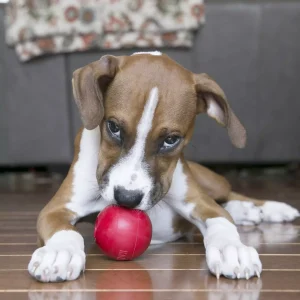 KONG Classic Bal met Gat