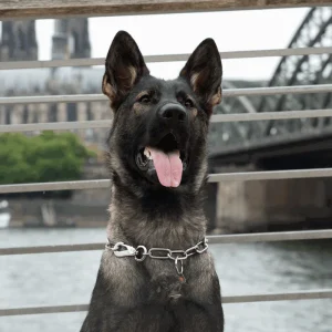 Ketting Verstelbaar met Sprengerhaak 4 mm