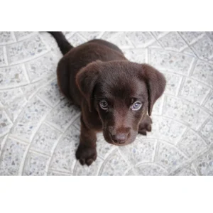 SCENTLOGIX Puppy Assessment Pack