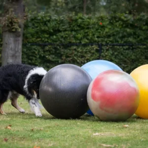 Gymnic Treibball 55 cm