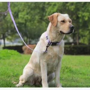 Hondenhalsband en Riem Set Bloemendesign Verstelbaar Ontsnappingsbestendig Duurzaam Nylon Veilig en Stijlvol